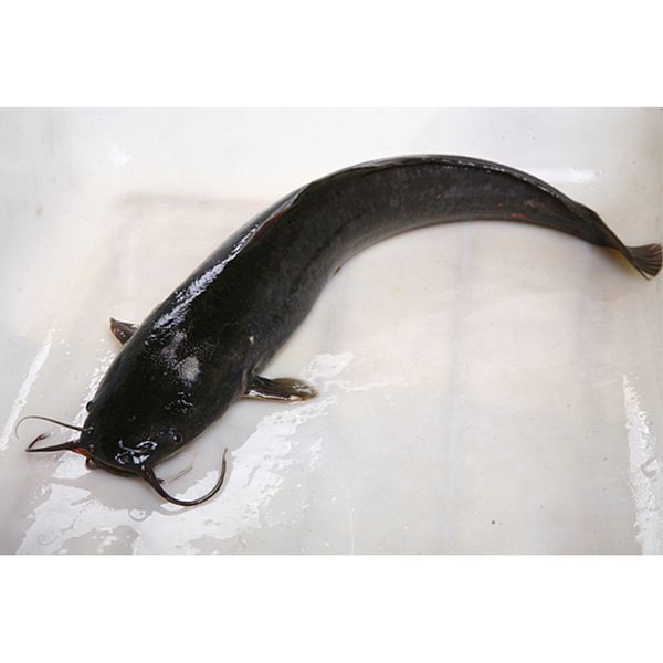 Taiseng Seafood Supplied Top Quality Bulk IQF Whole Round Frozen Catfish With Best Price