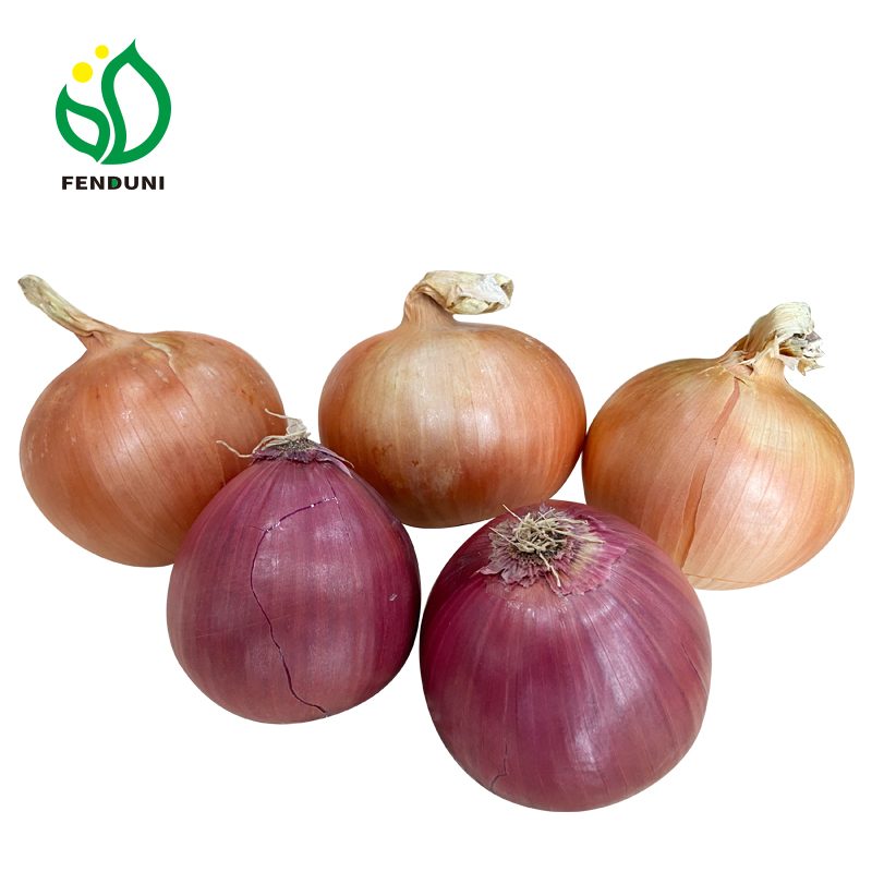 Bulk onions in mesh bags wholesale price from China red/yellow onion for trading