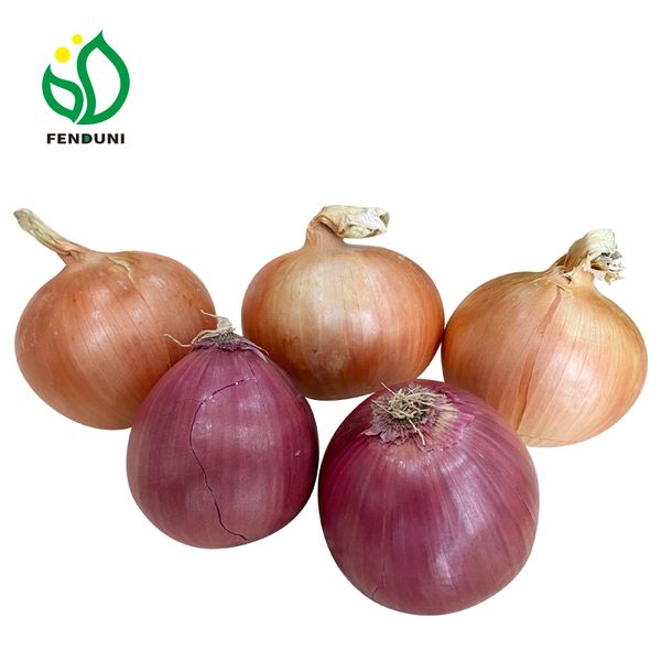 Bulk onions in mesh bags wholesale price from China red/yellow onion for trading