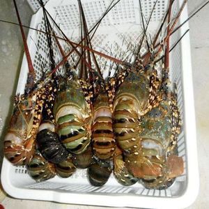 Frozen Whole European Spiny Lobster Tail Fresh and Alive Cooked and Dried in Box for Food Use