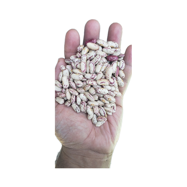 Light Speckled Kidney Beans Fresh White and Red Beans in Bulk Packaged in Bags