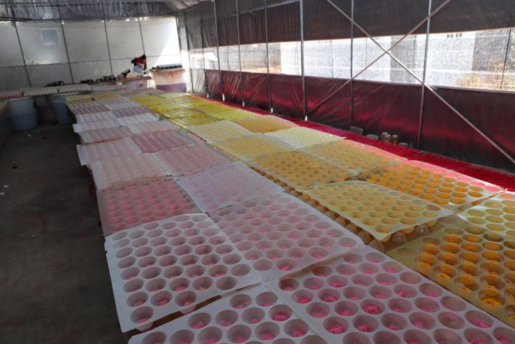 Yunnan Basa Agricultural Technology Co., Ltd. Preserved Moss