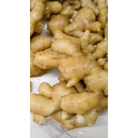 fresh ginger good price bgi size packing mesh bag and carton 10kg call+84984418844 w