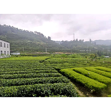Xifengqing Industry Development Co., Ltd. factory image 2