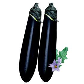 Agriculture Pickled Fresh Fruits And Vegetables Eggplant Brinjal