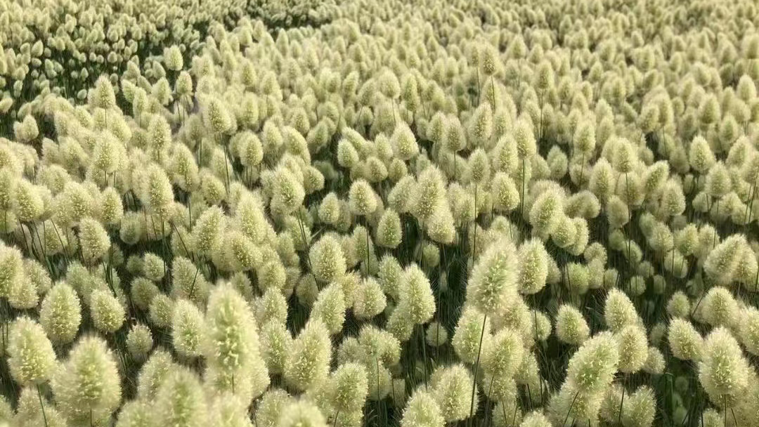 Yunnan Starflower Trade Co., Ltd. factory image 3