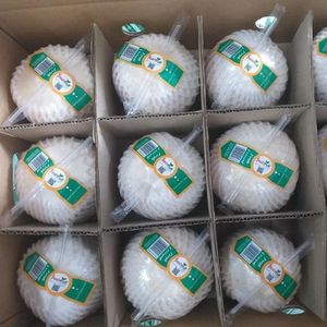 FRESH YOUNG COCONUT FROM VIETNAM/ DIAMOND SHAPE All Type Coconuts Shells Laser Buyer Brand name -  Whatsapp 0084989322607