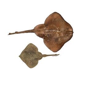 Wholesale Supplier Whole Round Skate fish