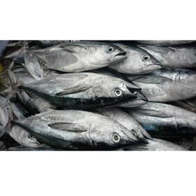 Wholesale Bulk Frozen Whole Bullet Tuna Fish With HACCP GMP Certification From Vietnam Seafood