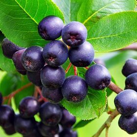 High quality frozen Aronia (aronia melanocarpa) bulk packaging Russian origin