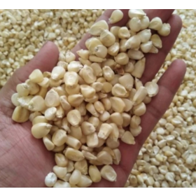 Bulk White Corn/Maize Grade A