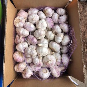 Fresh Harvest Normal White Garlics in 10kg Mesh Bag/Carton