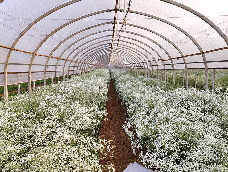 Yunnan Bunny Floral Trading Co., Ltd. factory image 2