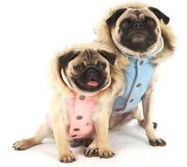 Sudesh Art & Crafts Pvt. Ltd. Dog Collars