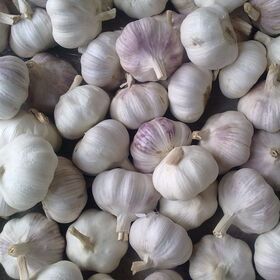 New Crop with High Quality Organic Fermented Single Solo Black Garlic OEM Sweet Style Color Package Feature Weight Origin Type