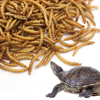Bulk Wholesale dried mealworms pet food microwave dried mealworms for sale
