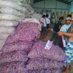 PT Agro Wijaya Candlenuts