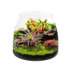 Plant Bottle Fish Tank Accessories Hot Sales China Aquarium Equipment light Decoration Green Plants Microlandscape