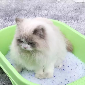 China crystal silica gel pet animal litter cleaning sand bulk mixed 3.8L 5L 10L silicon cat litter