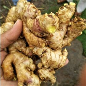 Fresh Ginger Natural fresh ginger root vegetables from India...  Fresh air dried Ginger root from India...