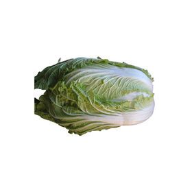 New season fresh vegetable exporter fresh chinese cabbage