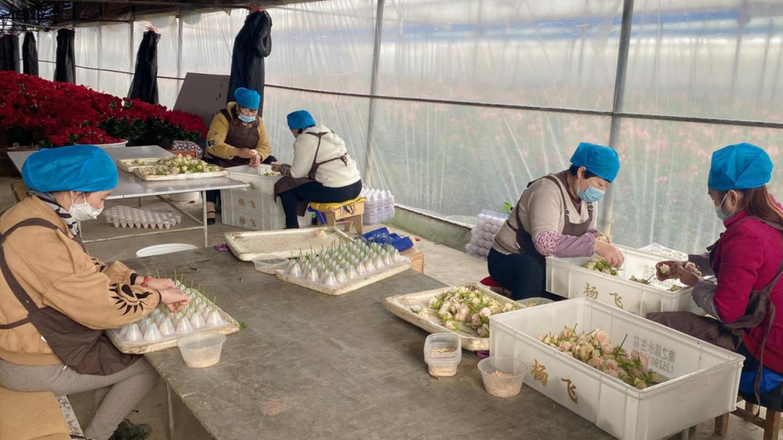 Yunnan Airui Floral Science and Technology Co., Ltd. Kunming Branch factory image 2