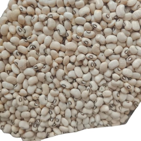 Brown Eye Bean Natural Dry Light Beans Good Product Bulk White Brown Kidney Bean for food Brazil Origin Chawali Highest quality