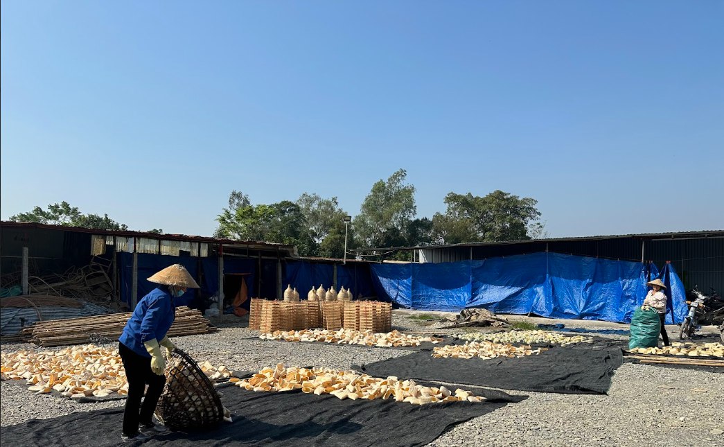 Thuan Ngan Group Joint Stock Company Macadamia Nuts