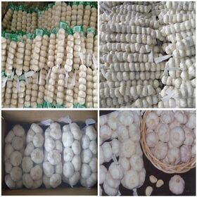 High Quality Fresh Normal White Gralic/ Purple Garlic and Red Garlic