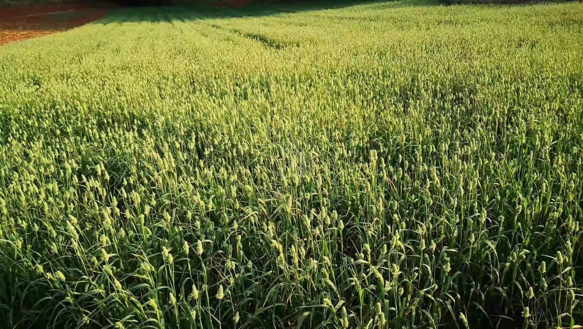 Yunnan Starflower Trade Co., Ltd. factory image 2