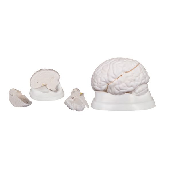 Human Brain Model Anatomy Display Stand Life Size Color Human Brain Anatomical Model for Teaching Science Classroom Study