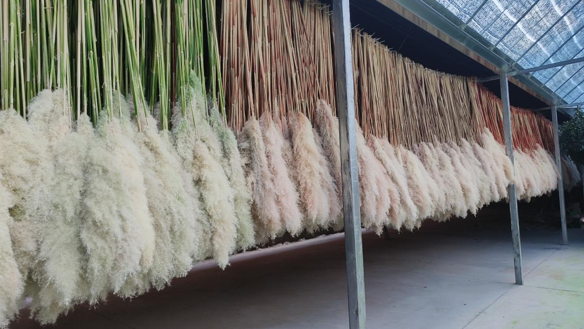 Qilixiang Flower (kunming) Co., Ltd. factory image 4