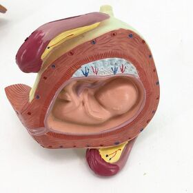 Medical Gestation Anatomic Model