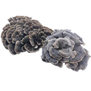 Yun Zhi Wholesale Price Natural Chinese Herb Rainbow Conk Dried Coriolus Versicolor Mushroom