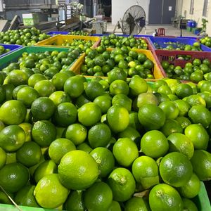 High Quality Organic Seedless Lemon Lime from Vietnam Good Price Fresh Wholesales for Beverages ABCFARM Dragon Fruit