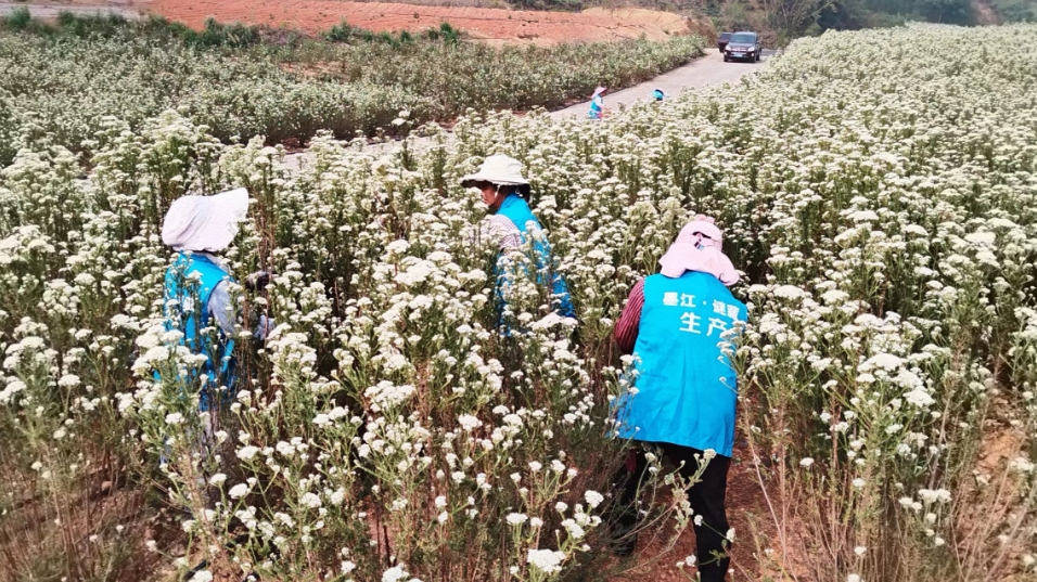 Mojiang Micang Technology Co., Ltd. Preserved Rose