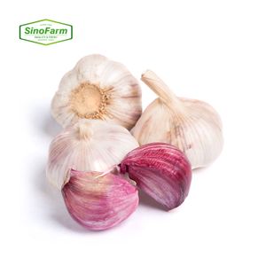 China New Crop Fresh Garlic Peeled Normal White Garlic 10KG 20KG Mesh Bag In Bulk