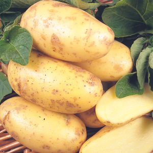 Fresh Charlotte Potatoes