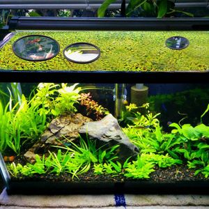 5Pcs Aquarium Floating Plant Rings Fish Feeding Rings  Foam Floating Plant Corral Round Fish Feeder Rings Fish Tank Plant Ring