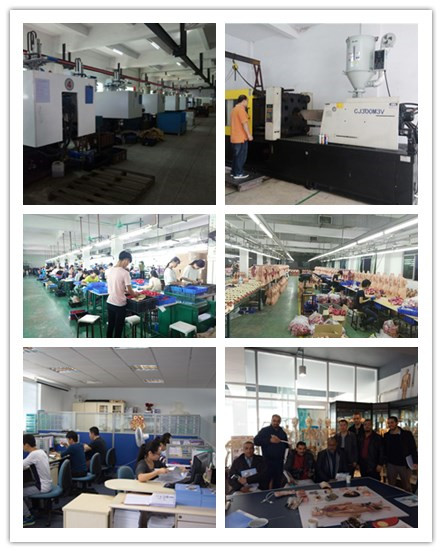 Guangzhou Rong Zhi You Medical & Technology Co., Ltd. Human Skeleton Model