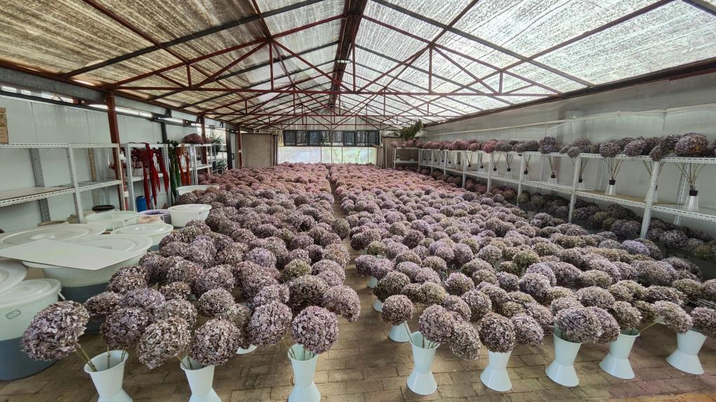 Yunnan Luyin Gardening Co., Ltd. factory image 6