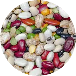 Dry Beans