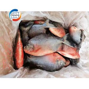 IQF Bulk Wholesale Price Of Frozen Red Pomfret/Pacu Whole Round Quality 90%NW Fish