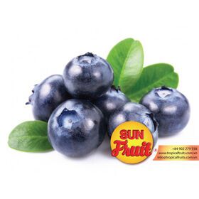 Frozen Fresh Fruit Blueberry Good Price