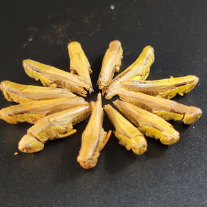 Hot Sell High Protein Nourishing Freeze Dried Grasshopper Dried Locust For Animal Food Feed Pet Food