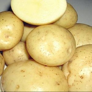 Fontenay Potatoes  Ready For Export