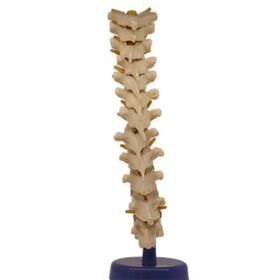 Medical Educational Equipment PVC Thoracic Vertebra Model