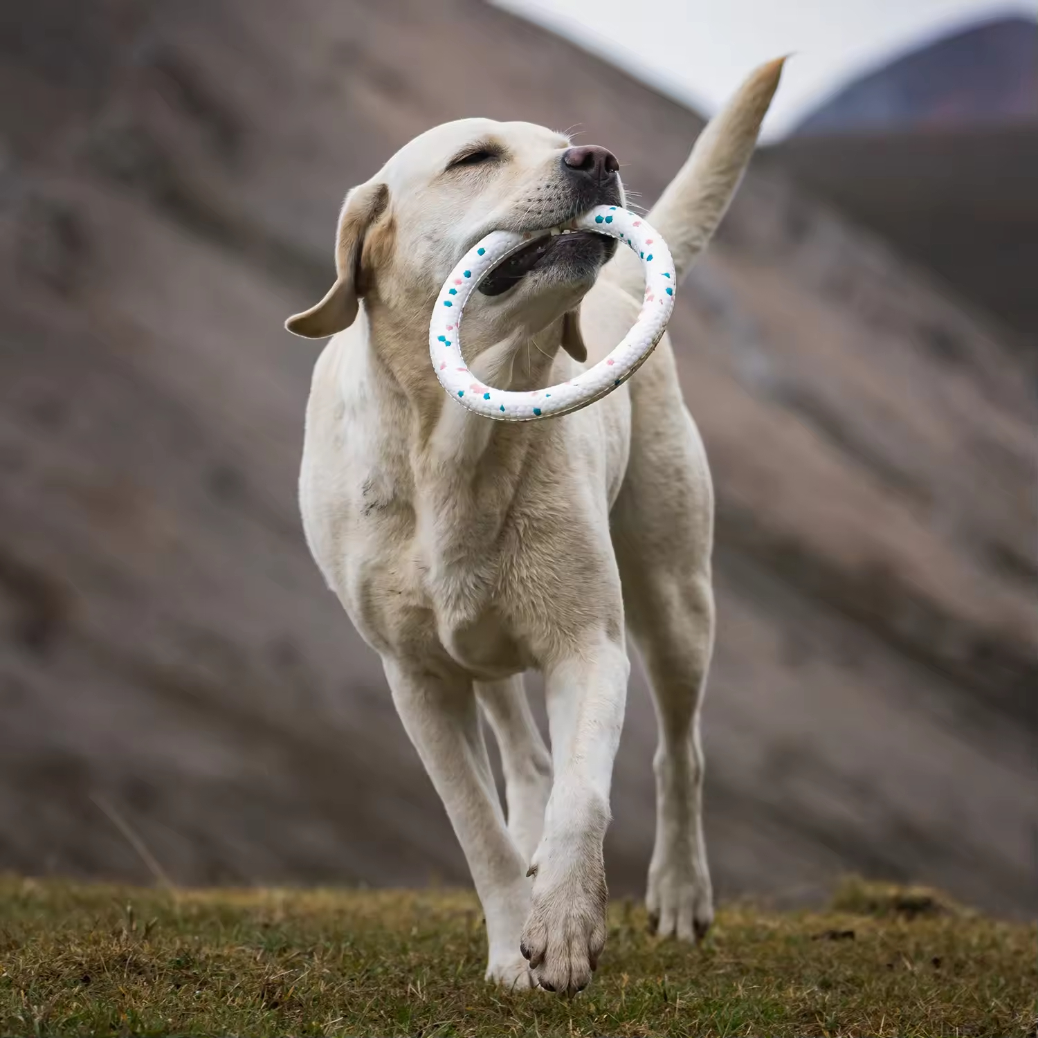 Nantong Kaipi Import And Export Co., Ltd. Interactive ETPU Dog Toy with Pull Ring New Material Pet Supplies on A mazon Helps Relieve Dog Depression and Clean Teeth