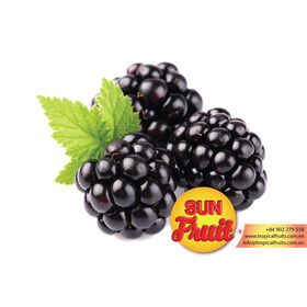 Fresh Blackberry Fruit Frozen Wholesale