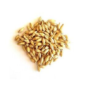 Wholesale Good Quality At Factory Price Barley Barley Animal Feed Barley Seeds